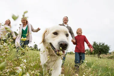 The positive effects of pets on kids