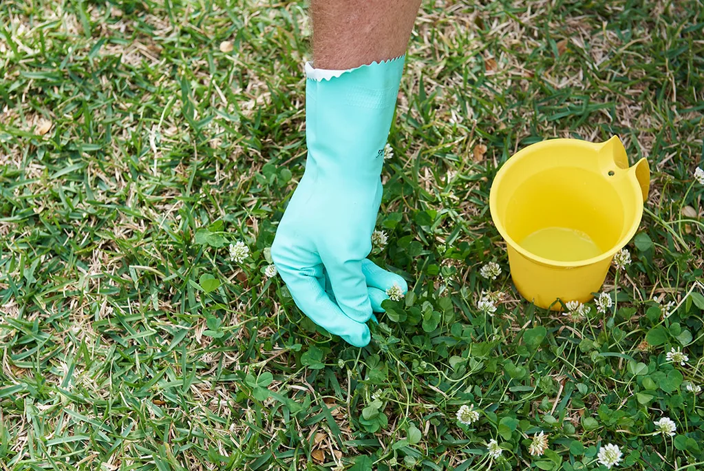 fertilise