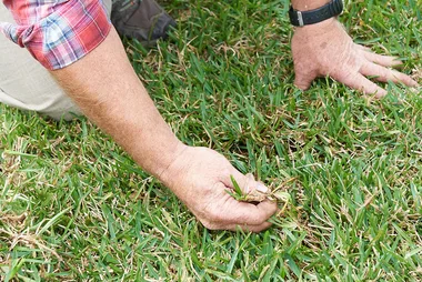 How to help your lawn last the summer