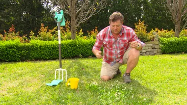 Summer Lawn Tips