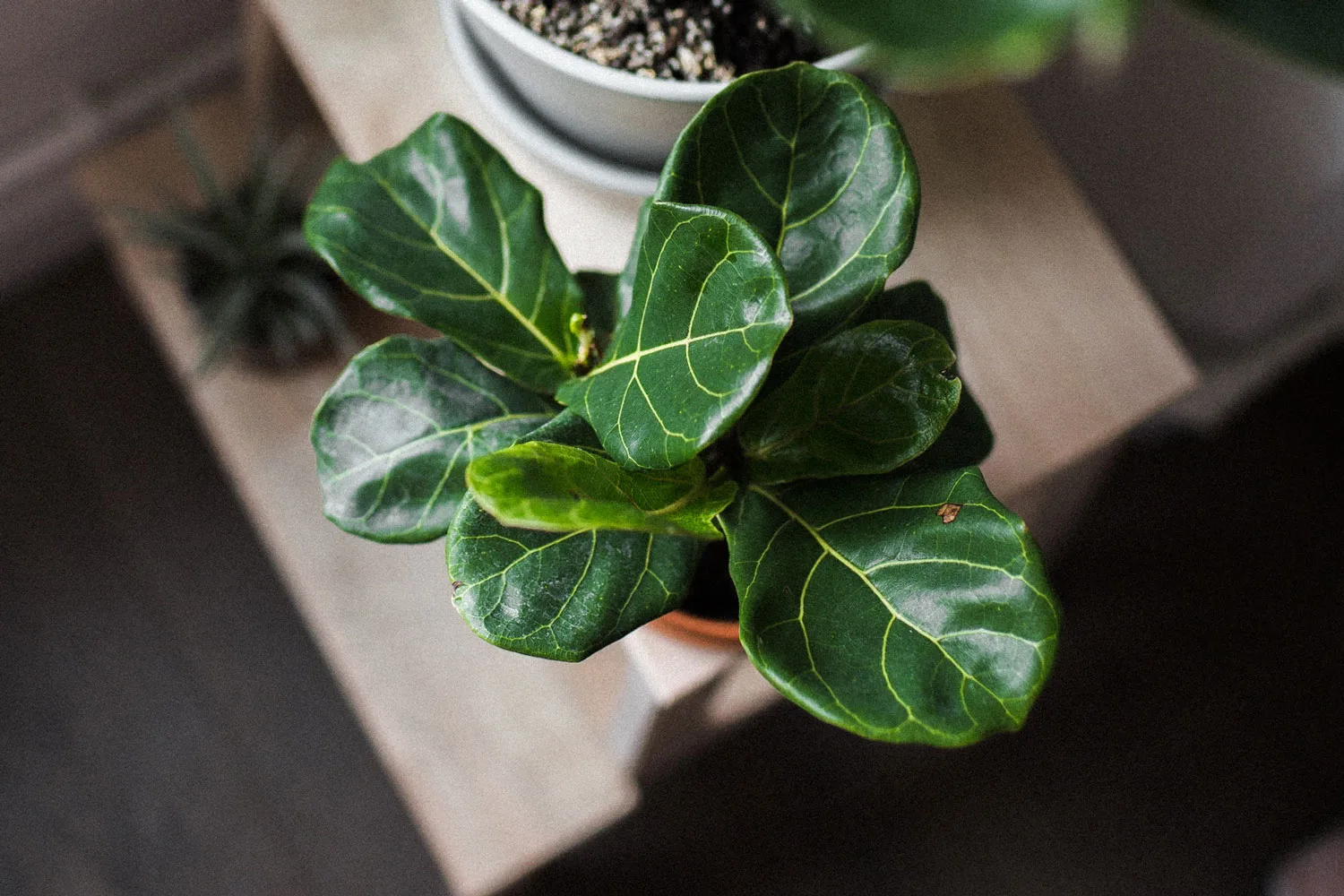 Fiddle Leaf Fig Care