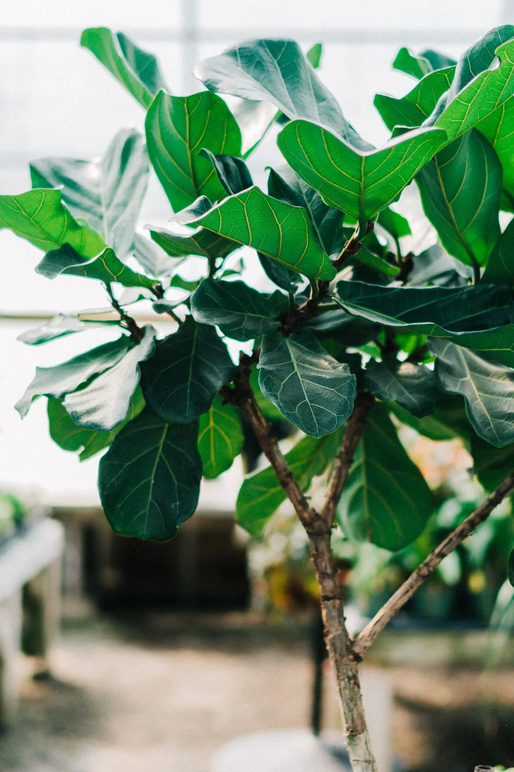 Fiddle Leaf Fig Care