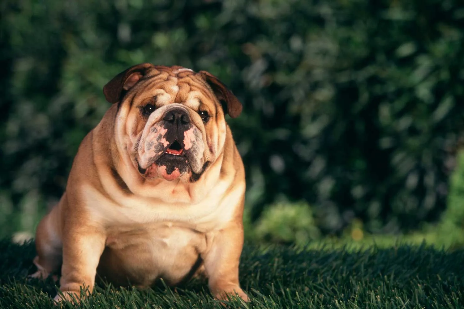 How to stop your dog from putting on too much weight