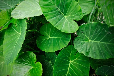 How to care for an elephant ears plant