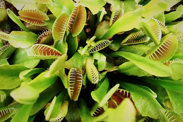venus fly trap carnivorous plants