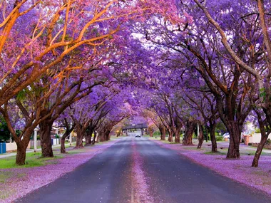 Best places to see Australia’s jacaranda trees this spring