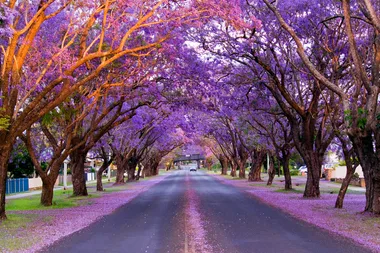 All the best places to see jacaranda trees in bloom this spring