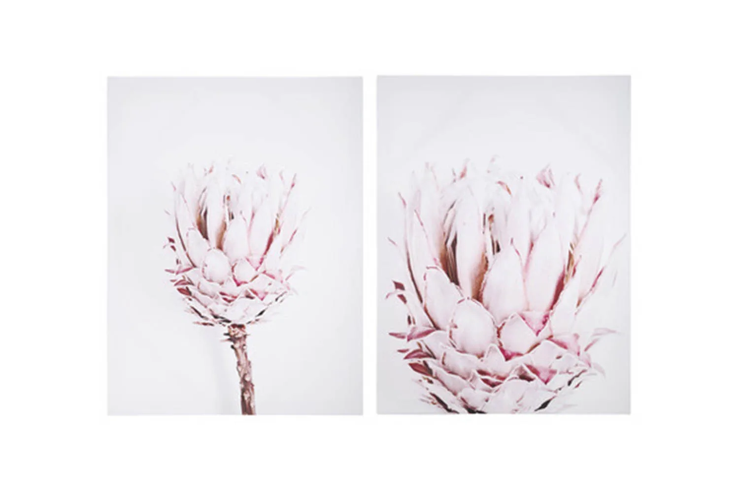 protea canvas print