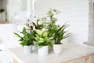 This is how houseplants can keep your skin hydrated