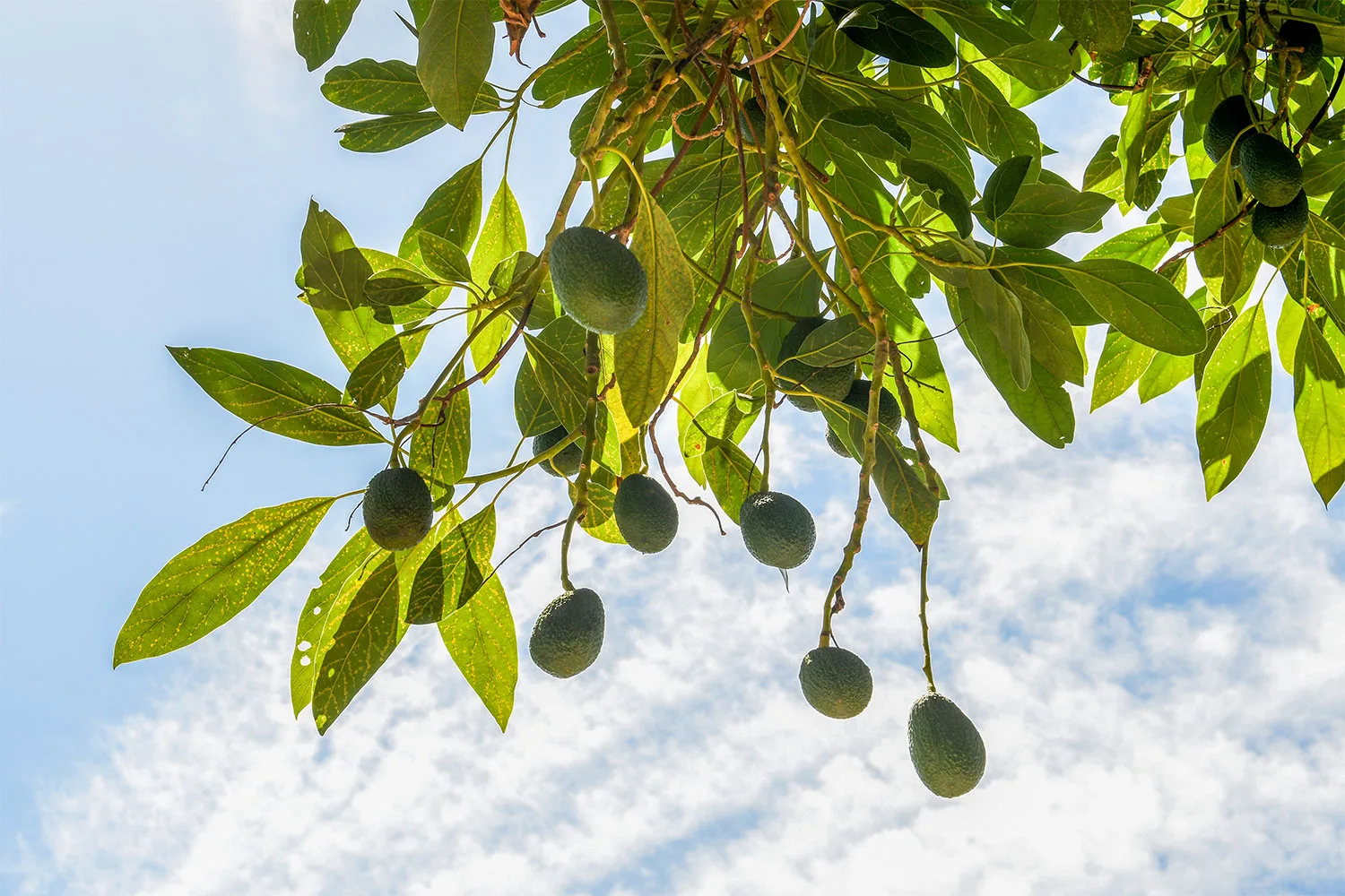 Avocado tree