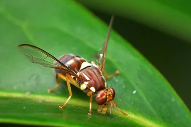 How to get rid of fruit flies on fruit trees