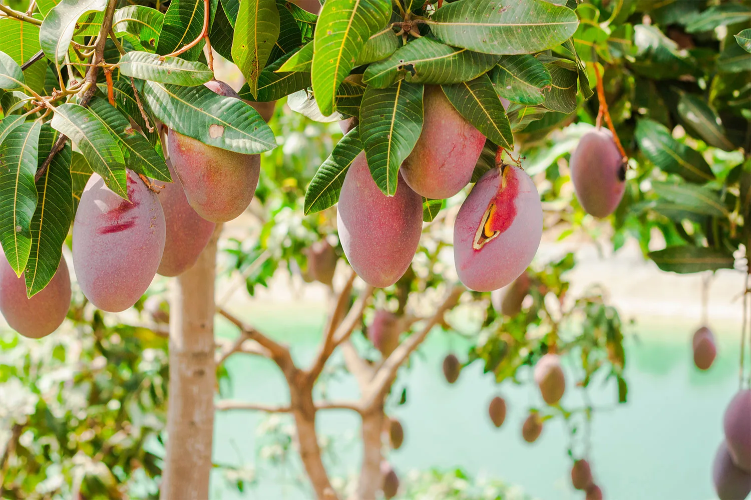Mango tree