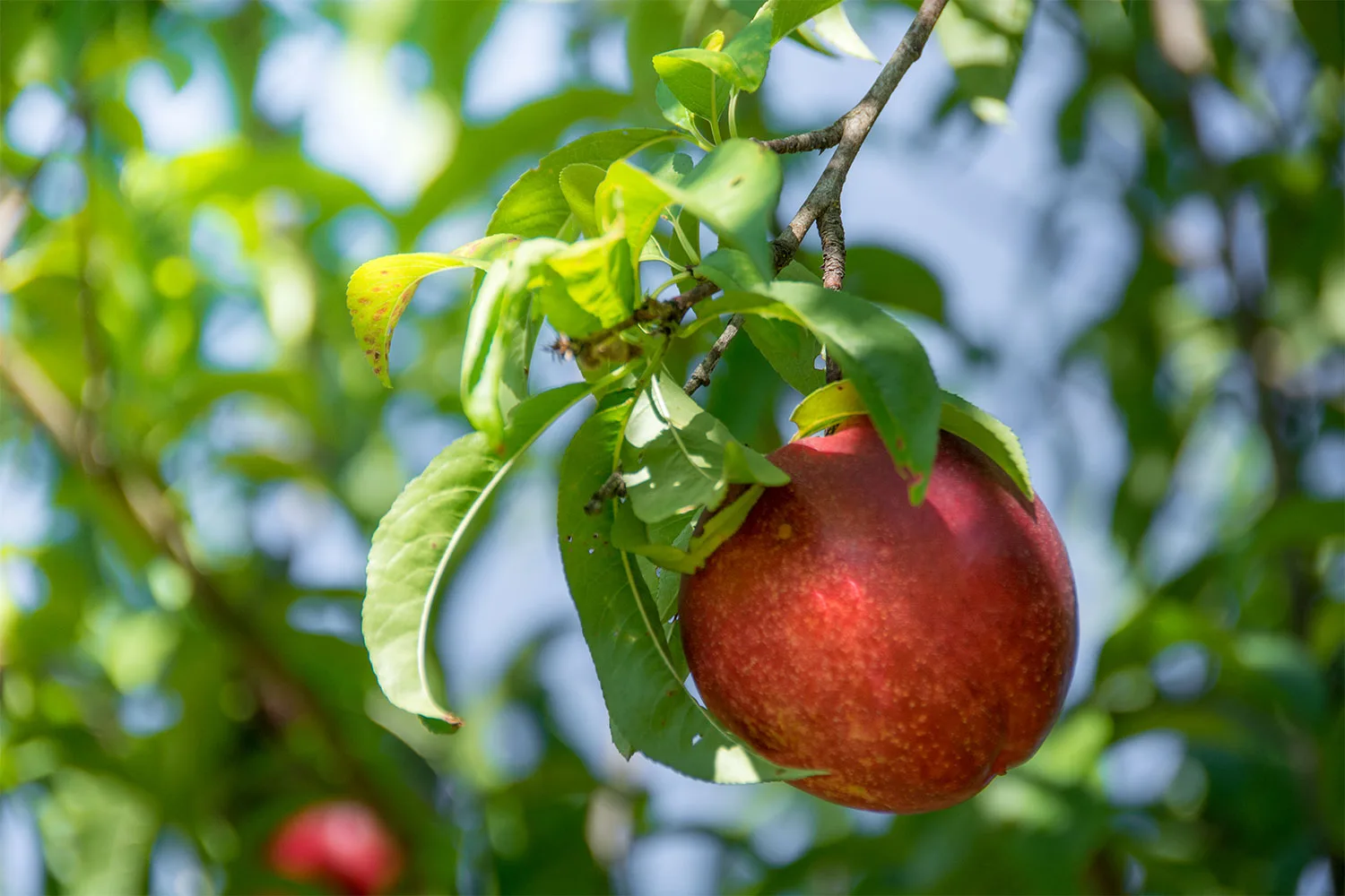 Nectarine tree