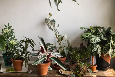 Indoor plants for stressed out people