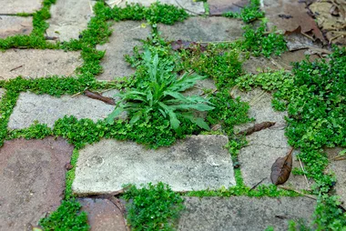 How to get rid of weeds in your garden