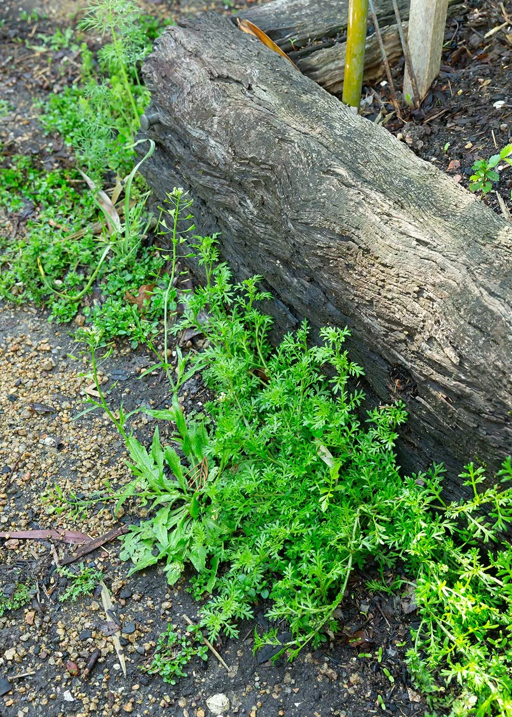 garden weeds