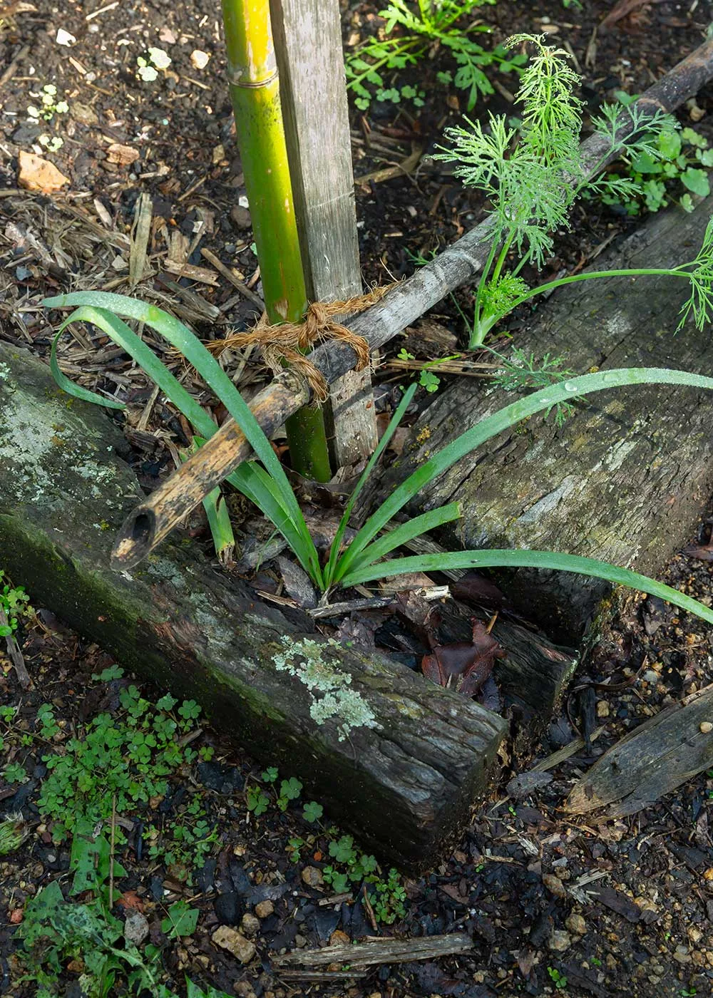 garden weeds