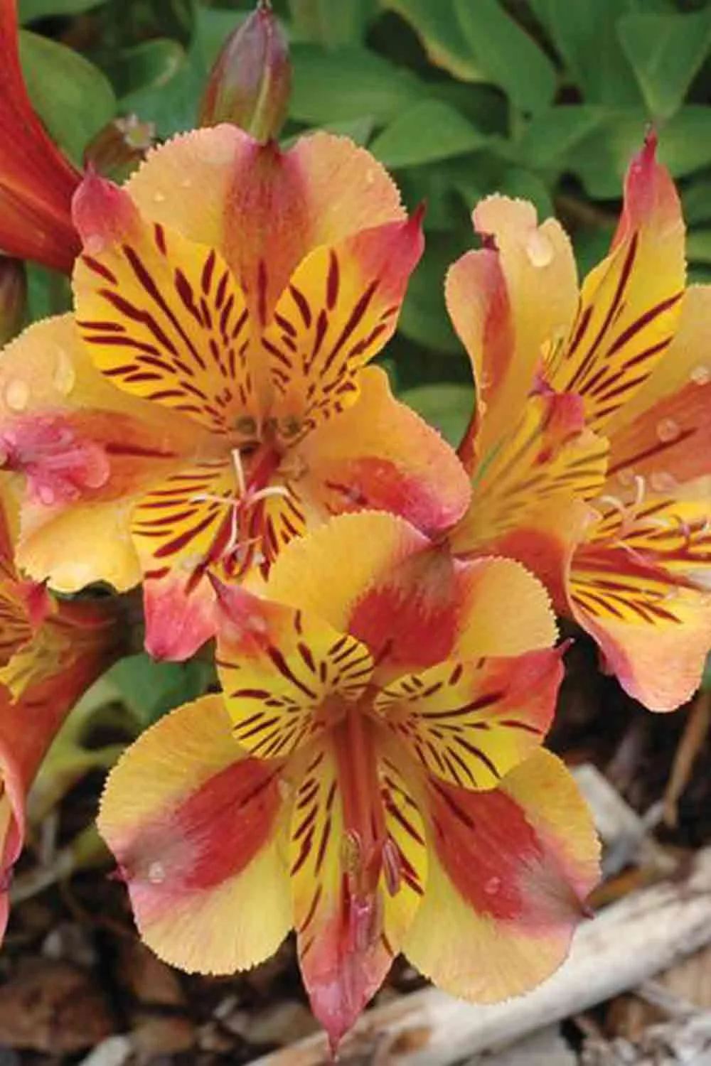 Flowers