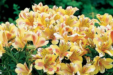 How to pot up colourful and fragrant Alstroemerias