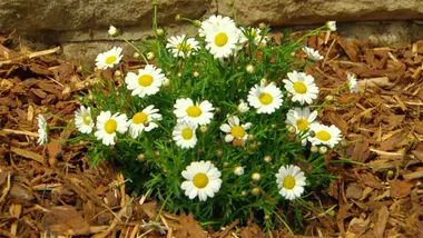 War on weeds