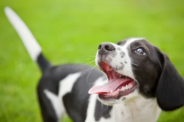 Turns out your dog can tell if someone’s being rude