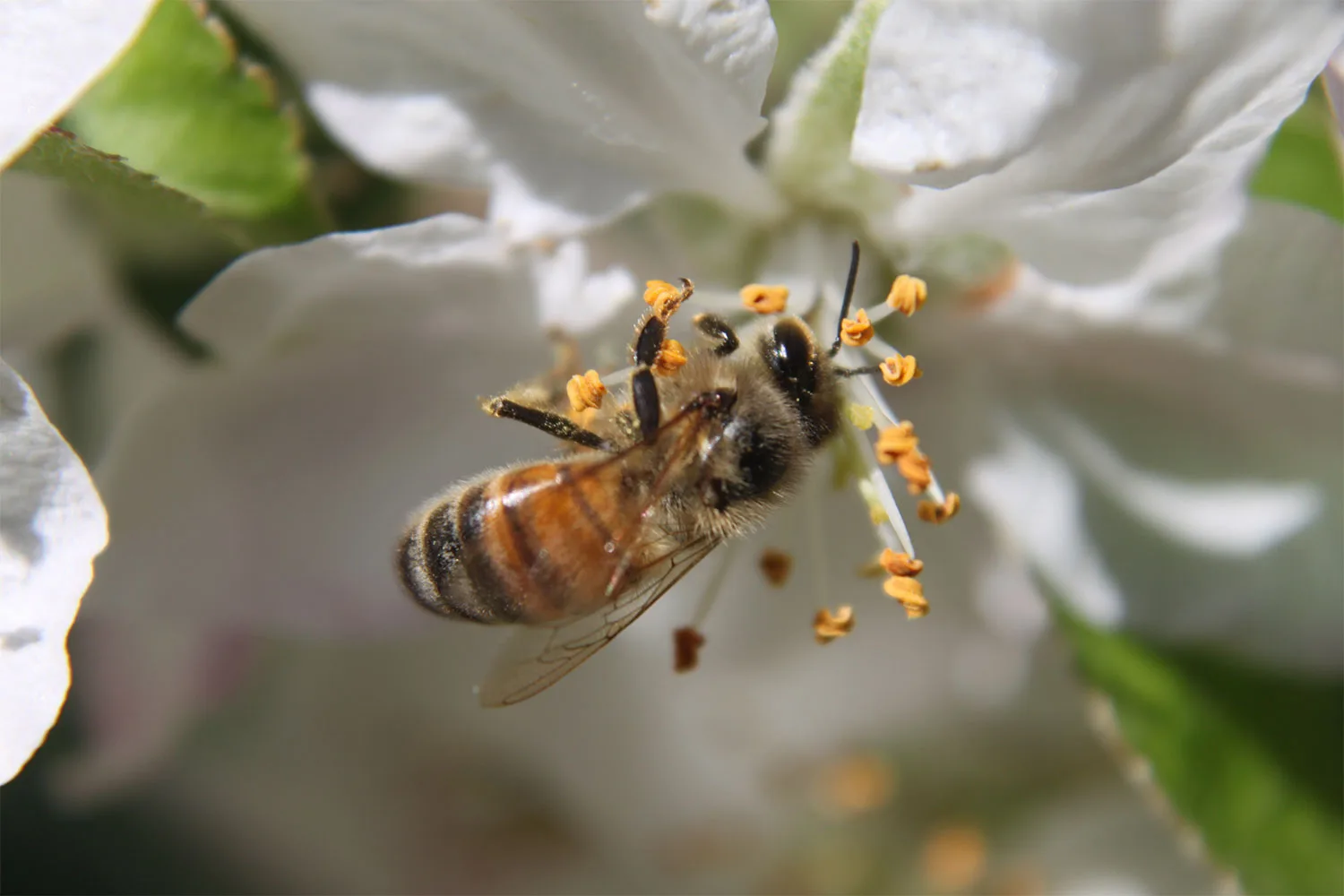 Five ways to help bees thrive in your garden