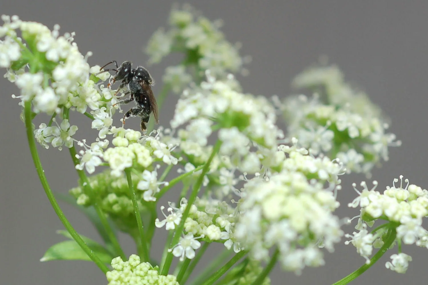 Australian native bee