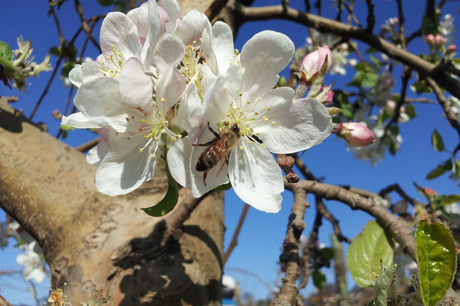Australian native bee