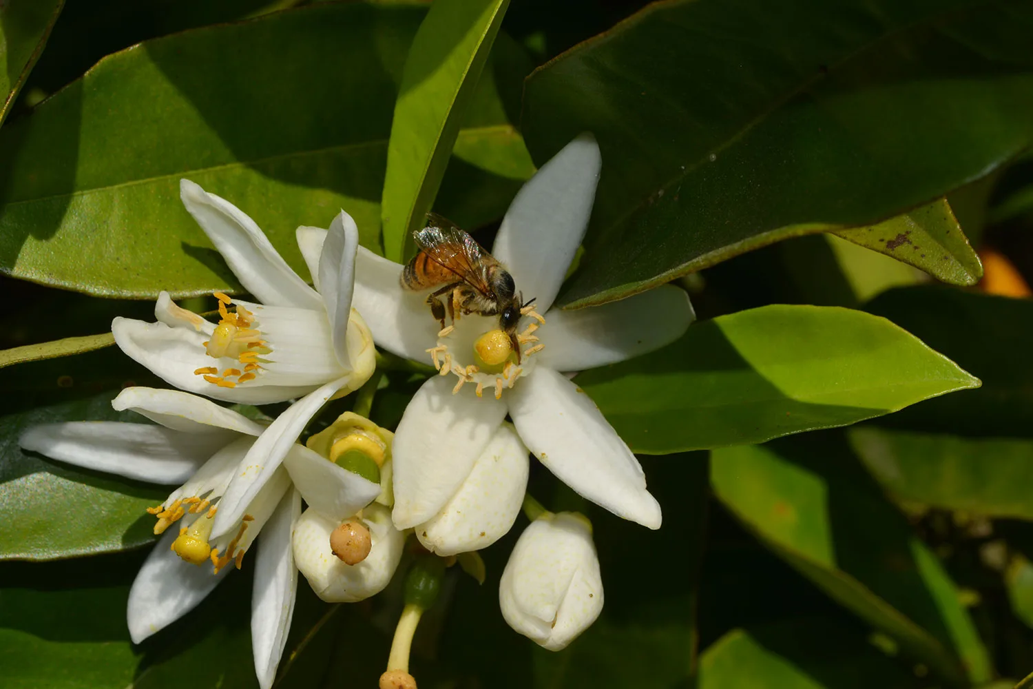 Australian native bee