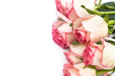 5 fragrant rose varieties for a scent-sational garden