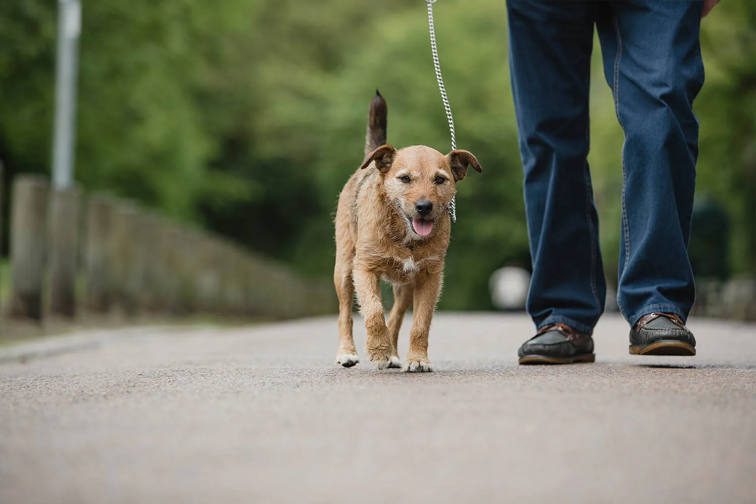 dog being walked