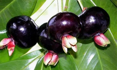 A guide to choosing and growing exotic fruit