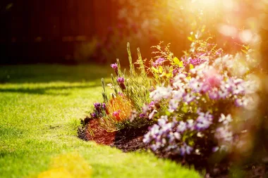 What to plant in your garden in November