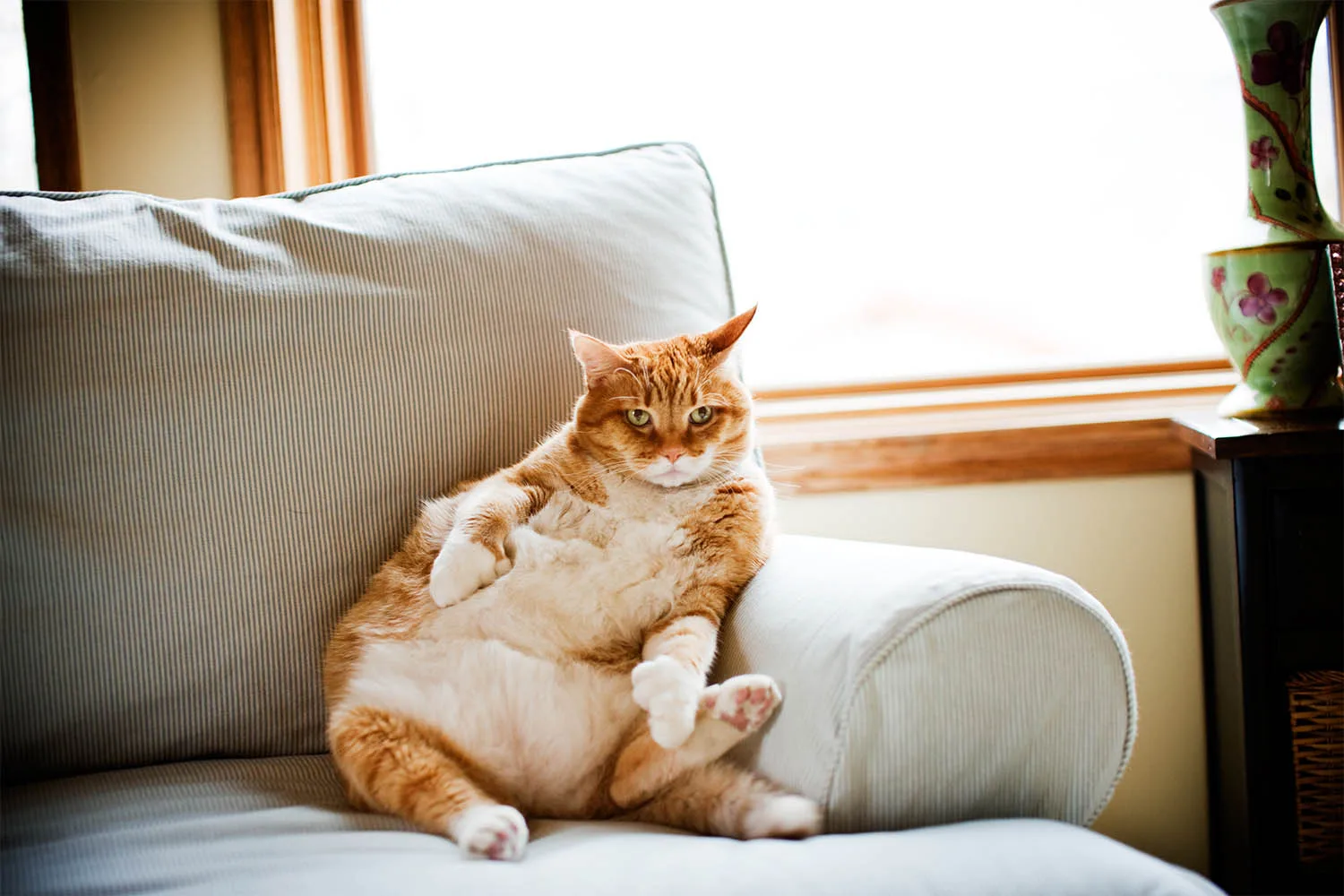 fat white and orange cat on chair