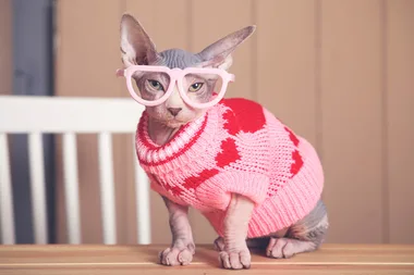 How to do a pet health check at home
