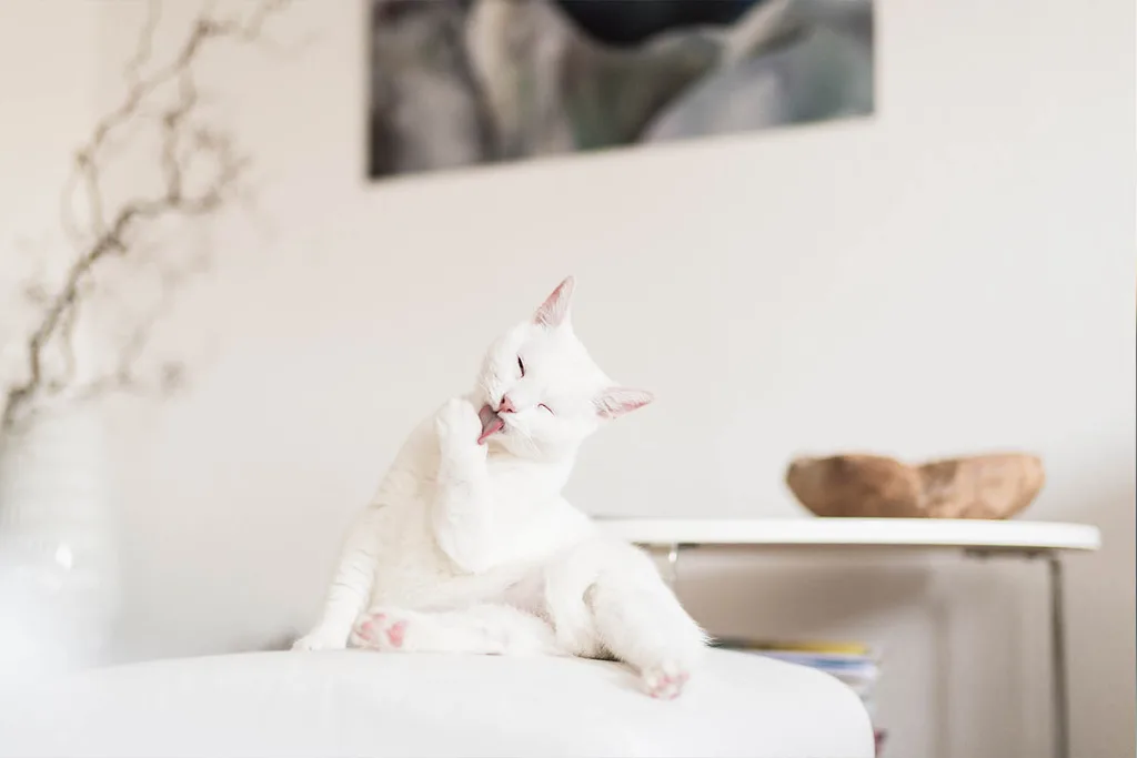white cat cleaning itself