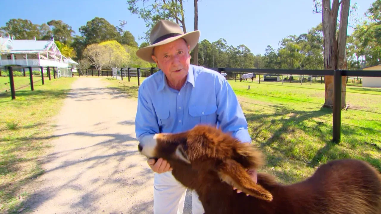 Bully the miniature donkey