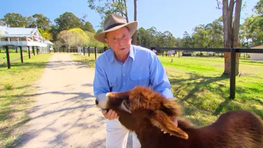 Bully the miniature donkey