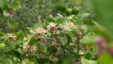 Citrus with Engalls