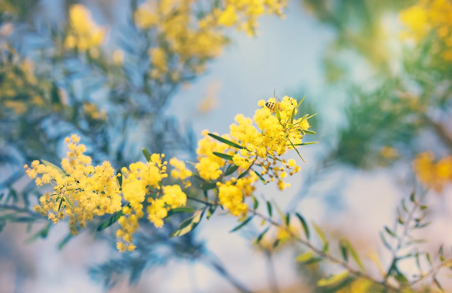 The ultimate guide to Australian native flowers