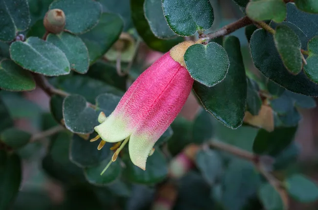 Canberra Bells&nbsp;Correa