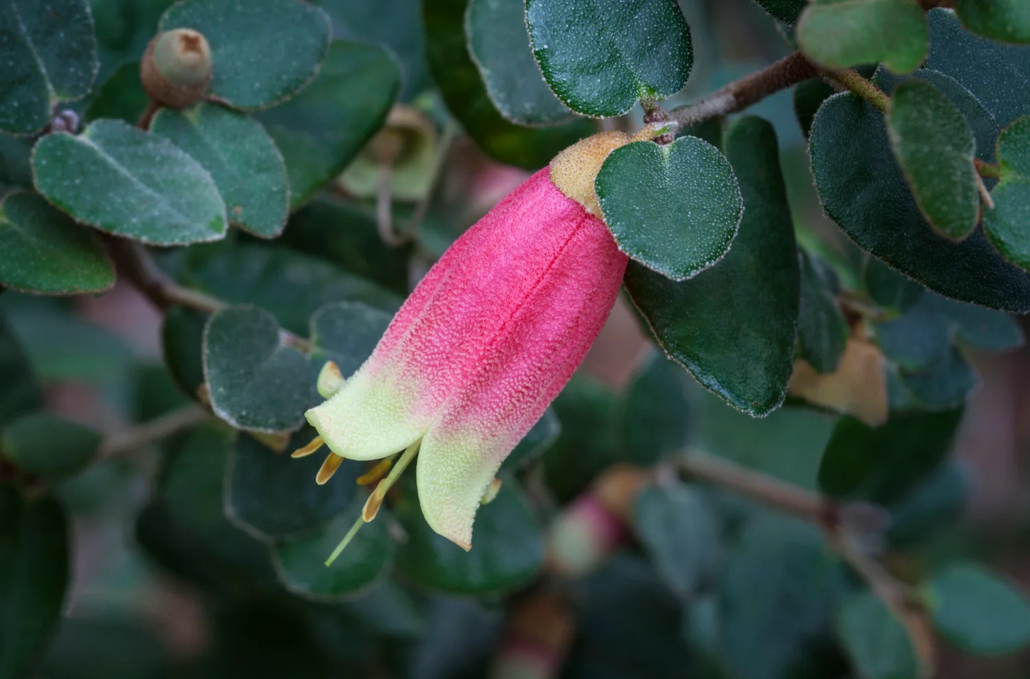 Canberra Bells (Correa).