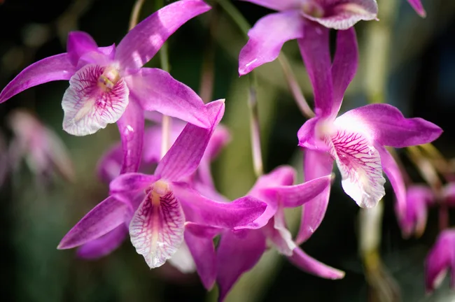 Dendrobium