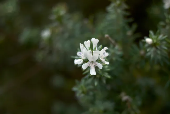 Westringia
