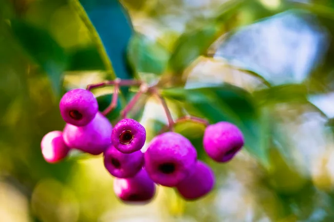 lilly pilly