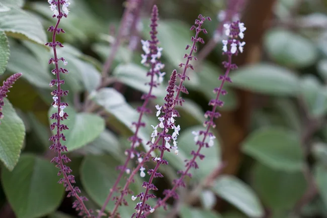Silver spurflower