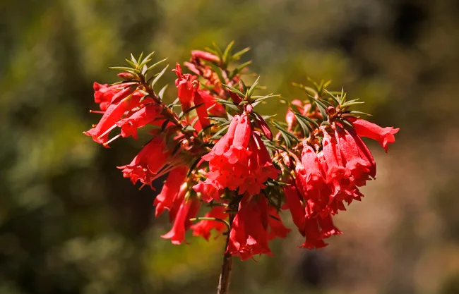 Common heath