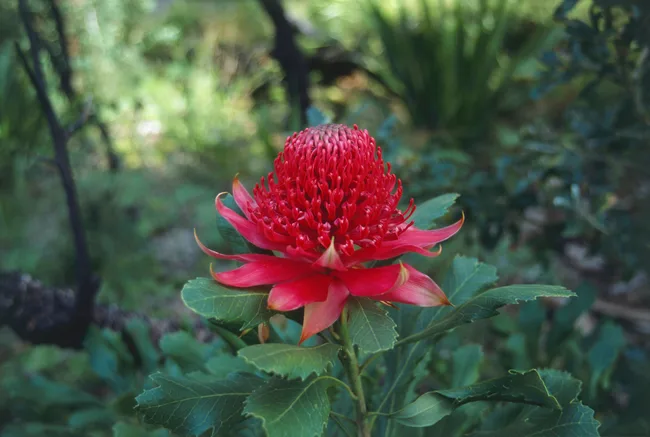 Telopea speciosissima