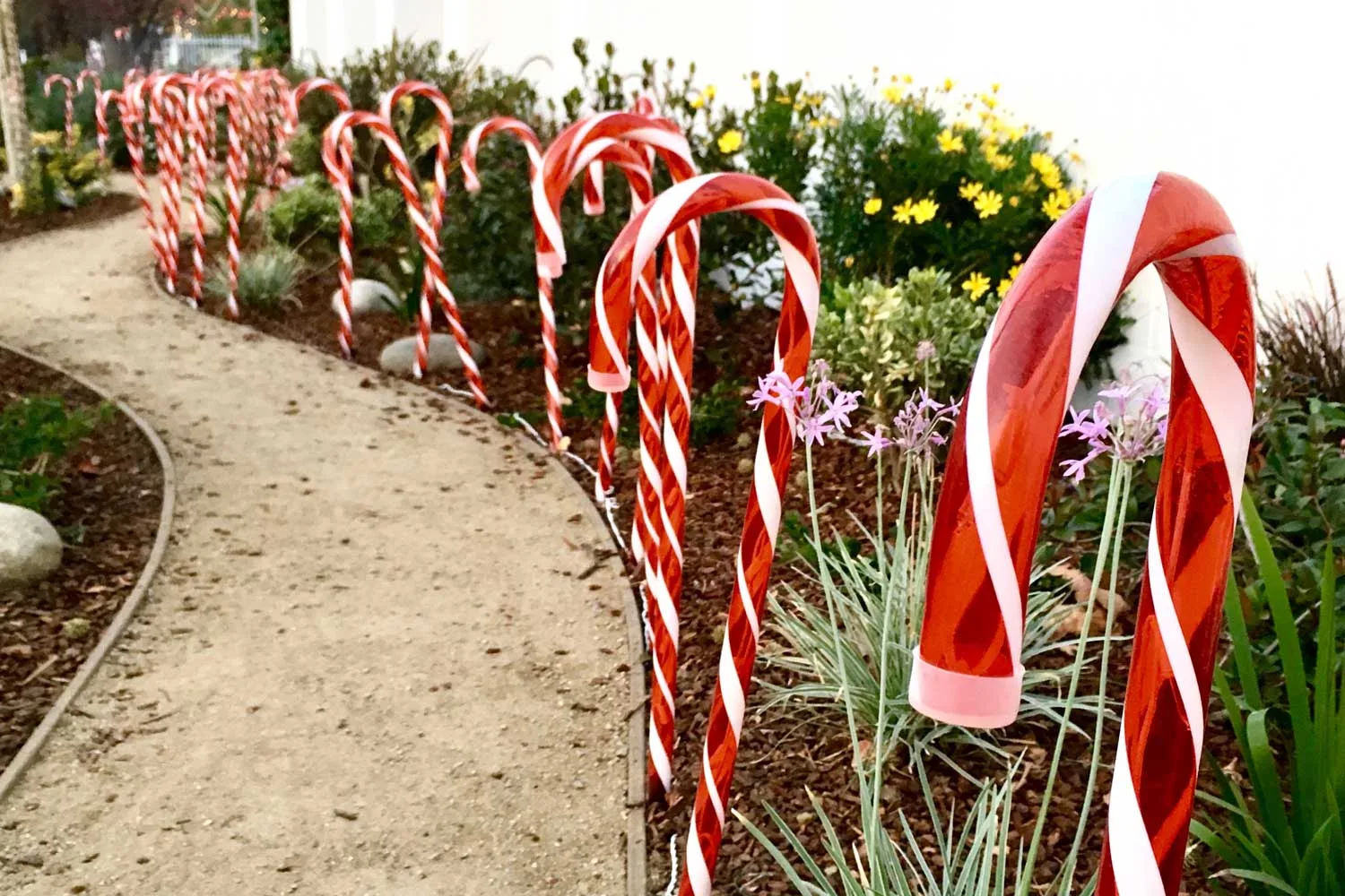 Candy cane lane