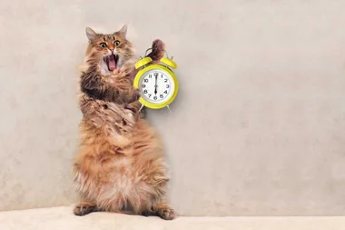 Turns out your pet can totally tell what time it is